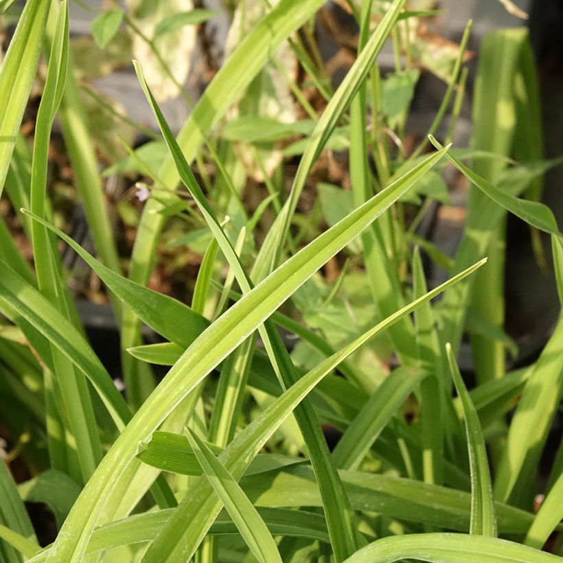 Hemerocallis Land of Cotton - Taglilie (Laub)