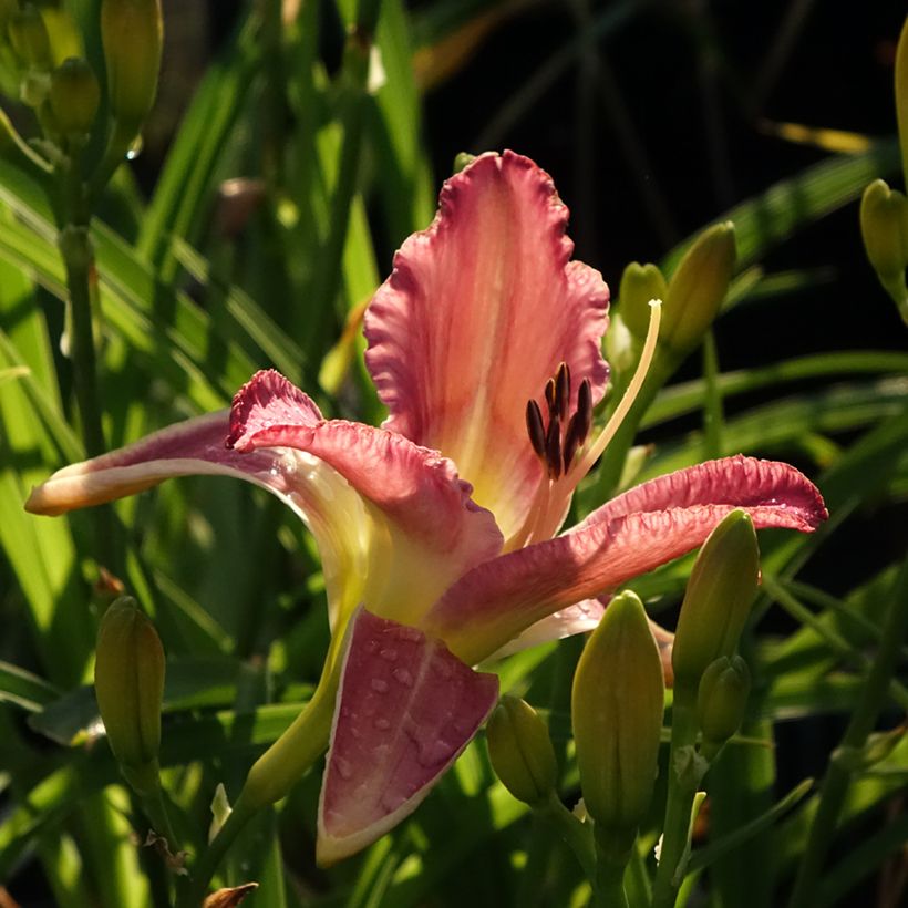 Hemerocallis Mildred Mitchell - Taglilie (Blüte)