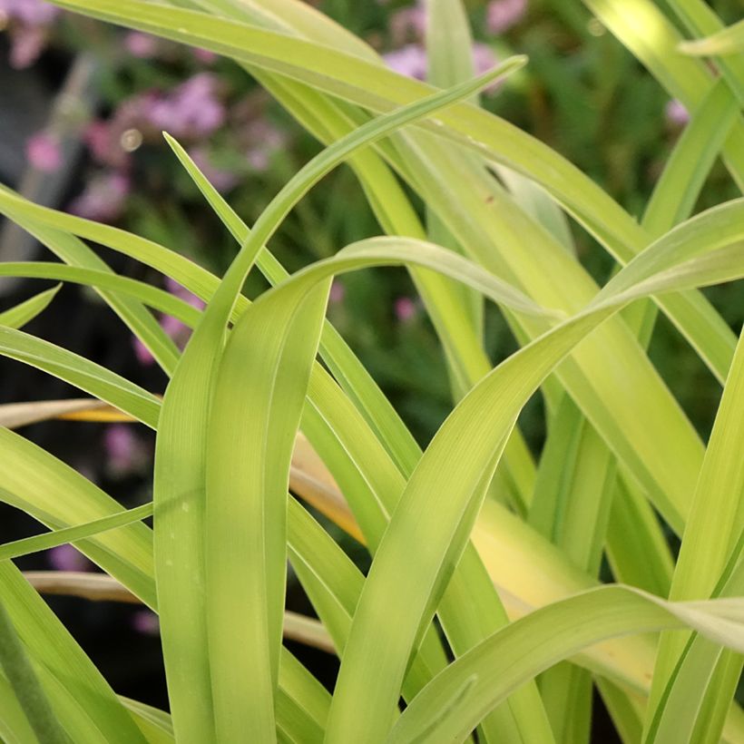 Hemerocallis Roswitha - Taglilie (Laub)