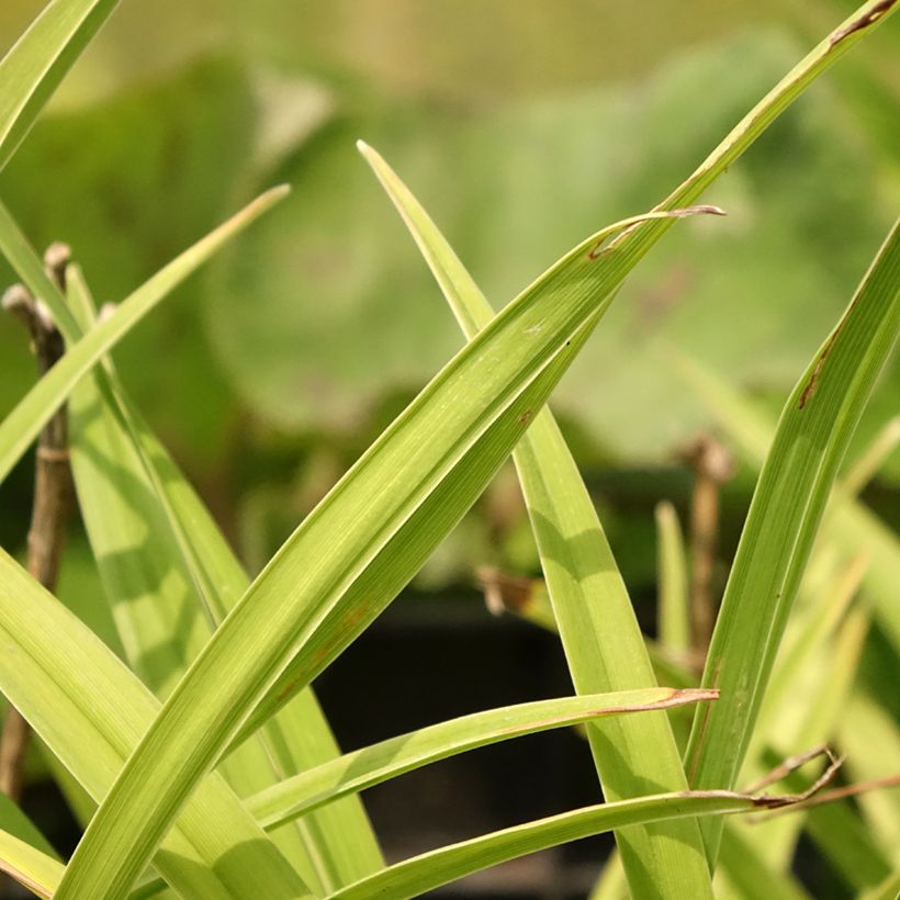 Hemerocallis Siloam Double Classic - Taglilie (Laub)