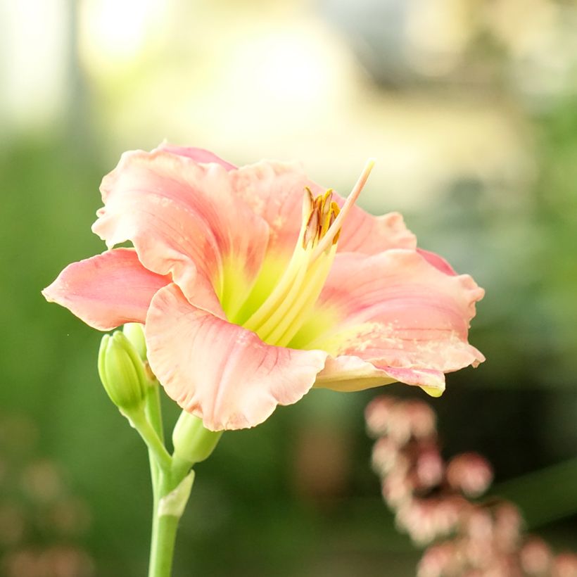 Hemerocallis Strawberry Candy - Taglilie (Blüte)