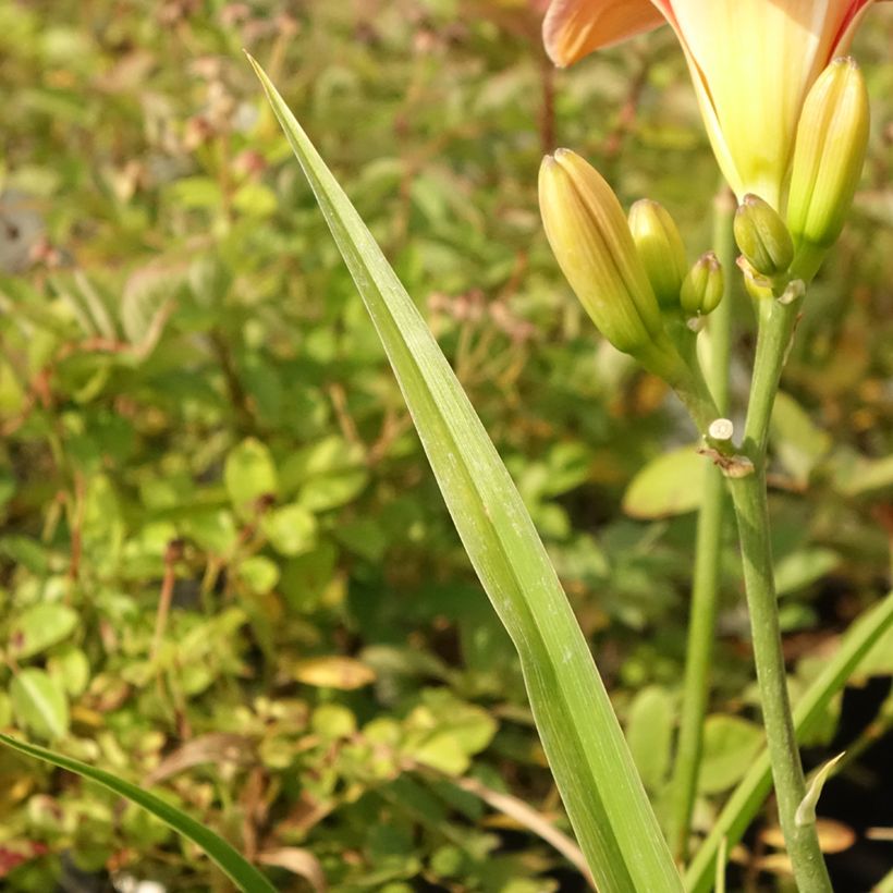 Hemerocallis Strawberry Swirl - Taglilie (Laub)