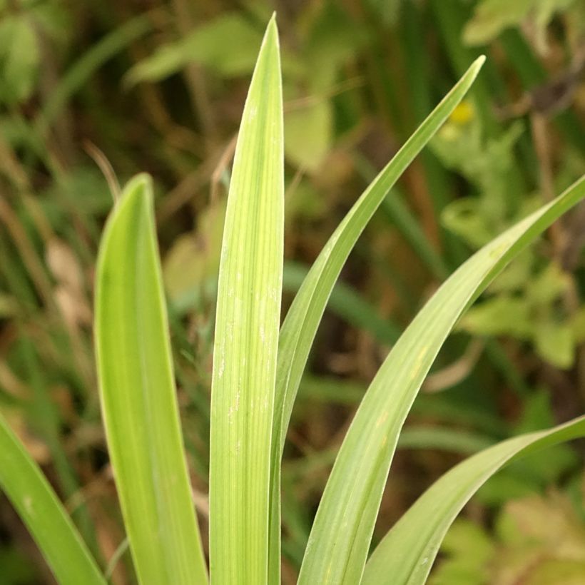 Hemerocallis Veins of Truth - Taglilie (Laub)