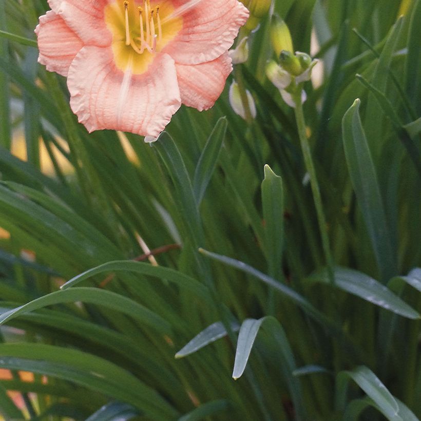 Hemerocallis Everydaylily Rose - Taglilie (Laub)