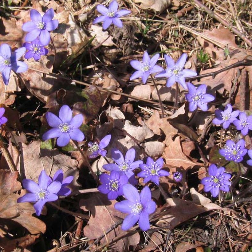 Hepatica nobilis - Leberblümchen (Hafen)