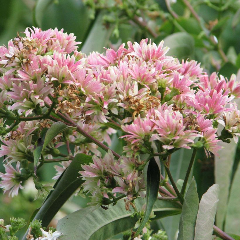 Sieben-Glocken - Heptacodium miconioides (Blüte)