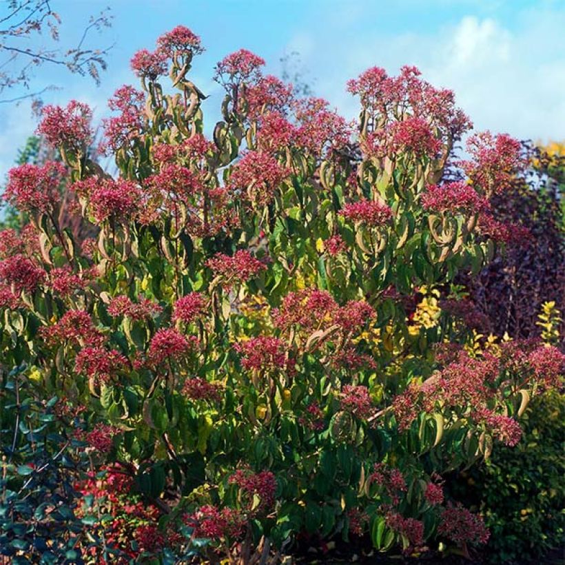 Sieben-Glocken - Heptacodium miconioides (Hafen)