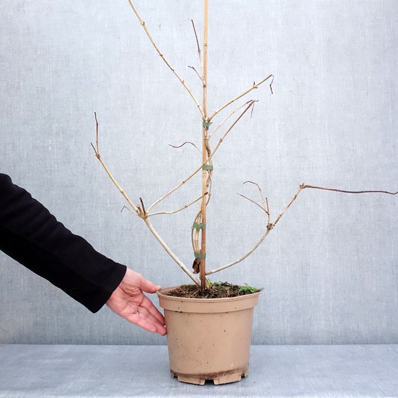 Exemplar von Sieben-Glocken Temple of Bloom - Heptacodium miconioides Topf mit 3L/4LGelieferte Höhe ca. 60/80cm wie im Winter geliefert