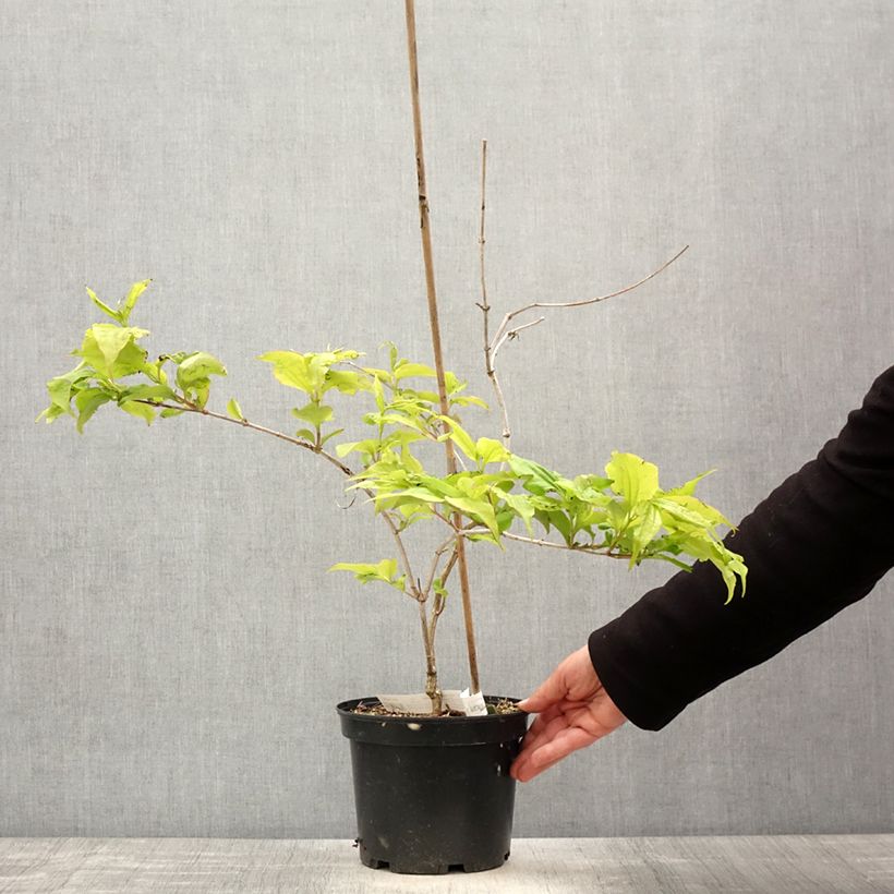 Exemplar von Sieben-Glocken Temple of Bloom - Heptacodium miconioides wie im Frühjahr geliefert