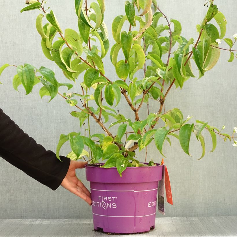 Exemplar von Heptacodium miconioides Tianshan en pot de 7,5l/10l wie im Herbst geliefert