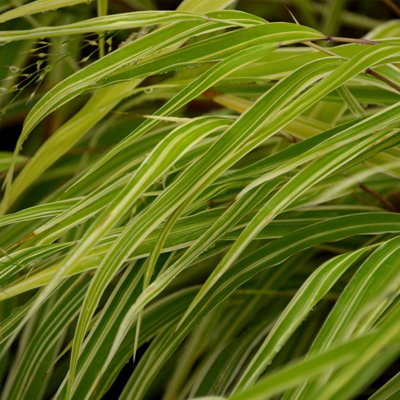 Hakonechloa macra Albostriata - Japangras (Laub)