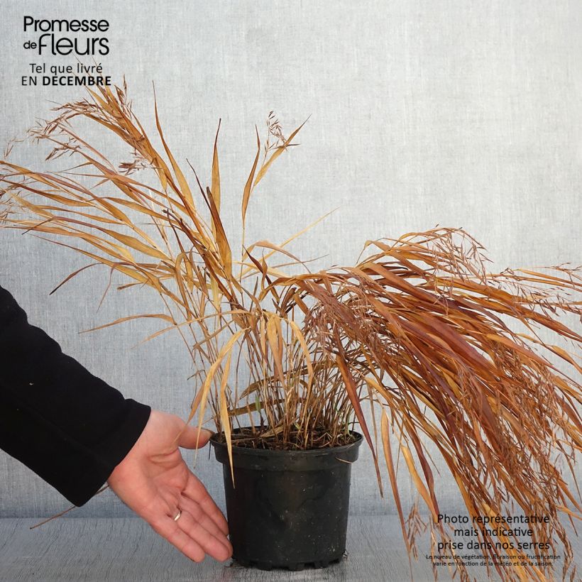 Exemplar von Herbe du Japon - Hakonechloa macra Albostriata en pot de 2l/3L wie im Herbst geliefert