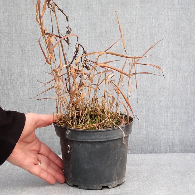 Exemplar von Hakonechloa macra Albostriata - Japangras Topf mit 2L/3L wie im Winter geliefert