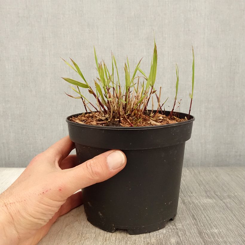 Exemplar von Herbe du Japon - Hakonechloa macra Albostriata en pot de 2l/3L wie im Frühjahr geliefert