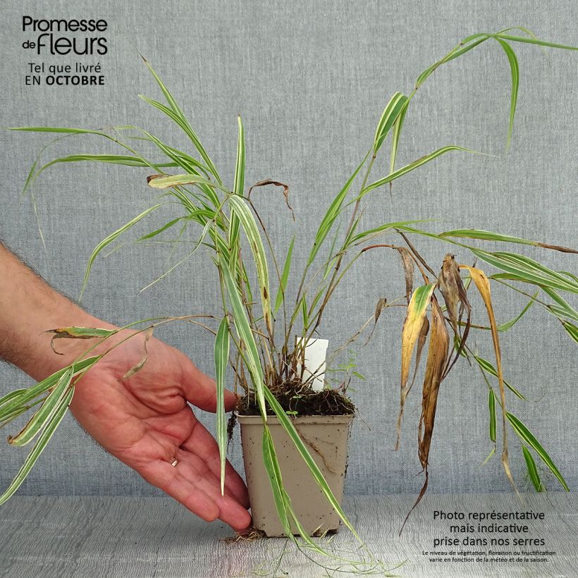 Exemplar von Herbe du Japon - Hakonechloa macra Albostriata Godet de 9cm wie im Herbst geliefert