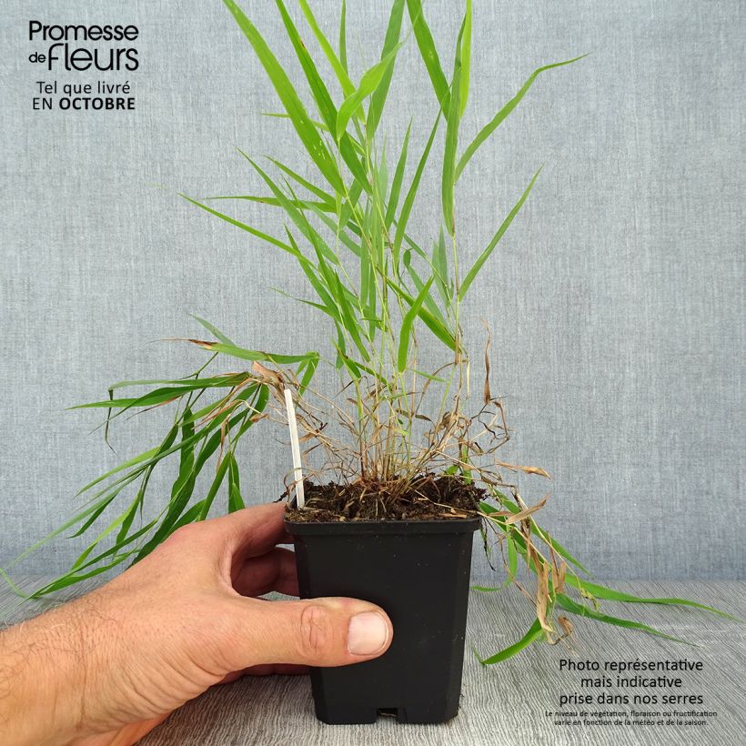 Exemplar von Herbe du Japon - Hakonechloa macra en godet de 9cm wie im Herbst geliefert