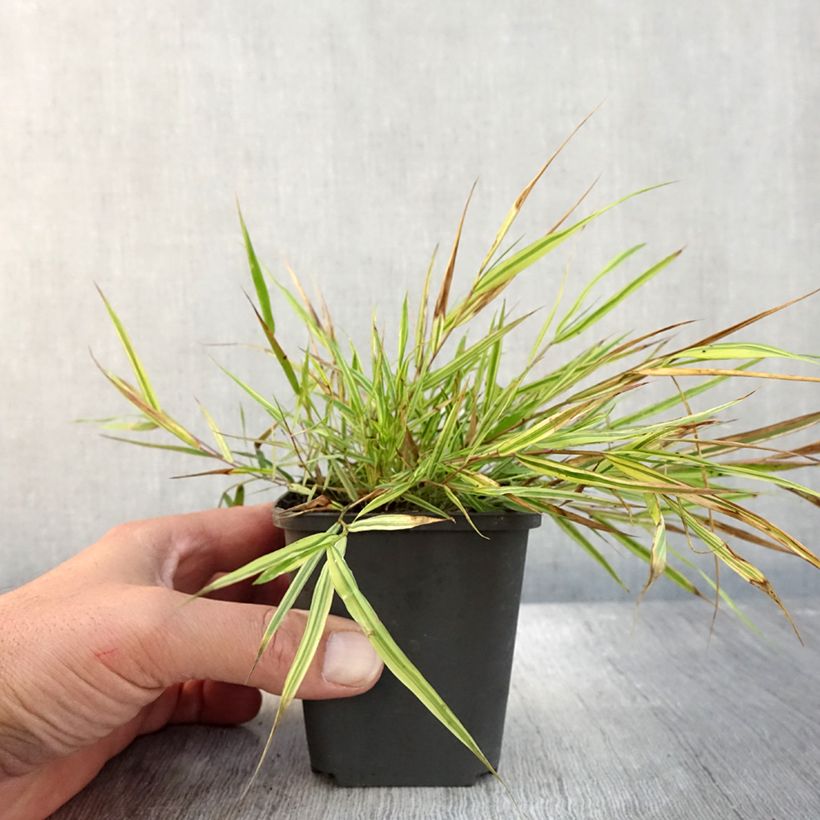 Exemplar von Japangras - Hakonechloa macra Mulled Wine im Becher 8/9cm wie im Herbst geliefert