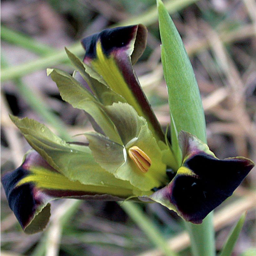 Iris tuberosus - Hermesfinger (Blüte)