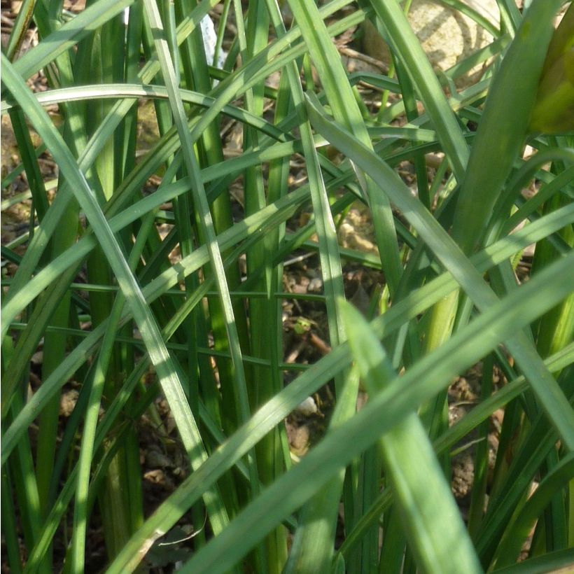 Iris tuberosus - Hermesfinger (Laub)