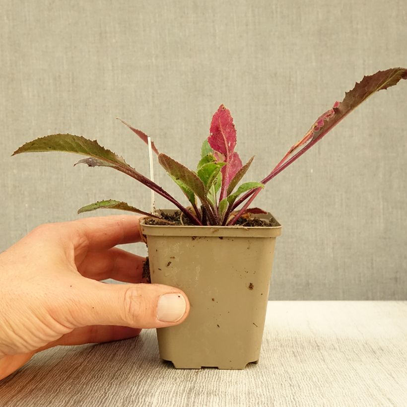 Exemplar von Hesperis matronalis v.albiflora Alba Plena Godet de 9cm wie im Herbst geliefert