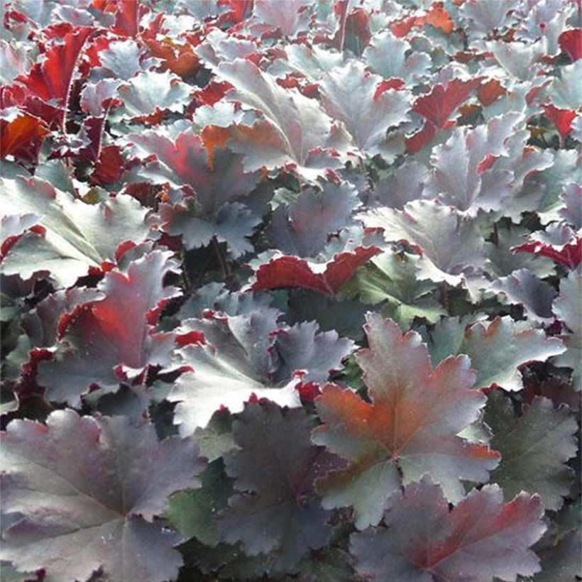 Heuchera Binoche - Purpurglöckchen (Laub)