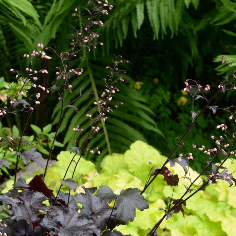 Heuchera Black Pearl - Purpurglöckchen (Blüte)