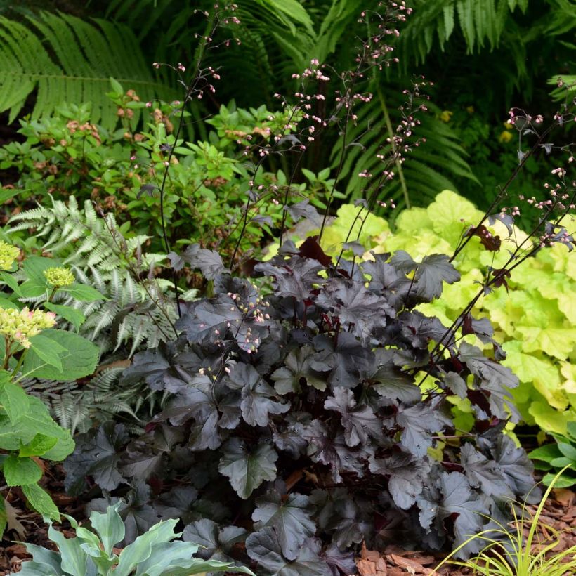 Heuchera Black Pearl - Purpurglöckchen (Hafen)