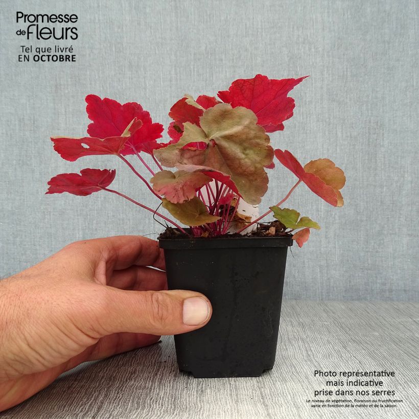 Exemplar von Heuchera Caribbean Sea - Heuchère Godet de 9cm wie im Herbst geliefert