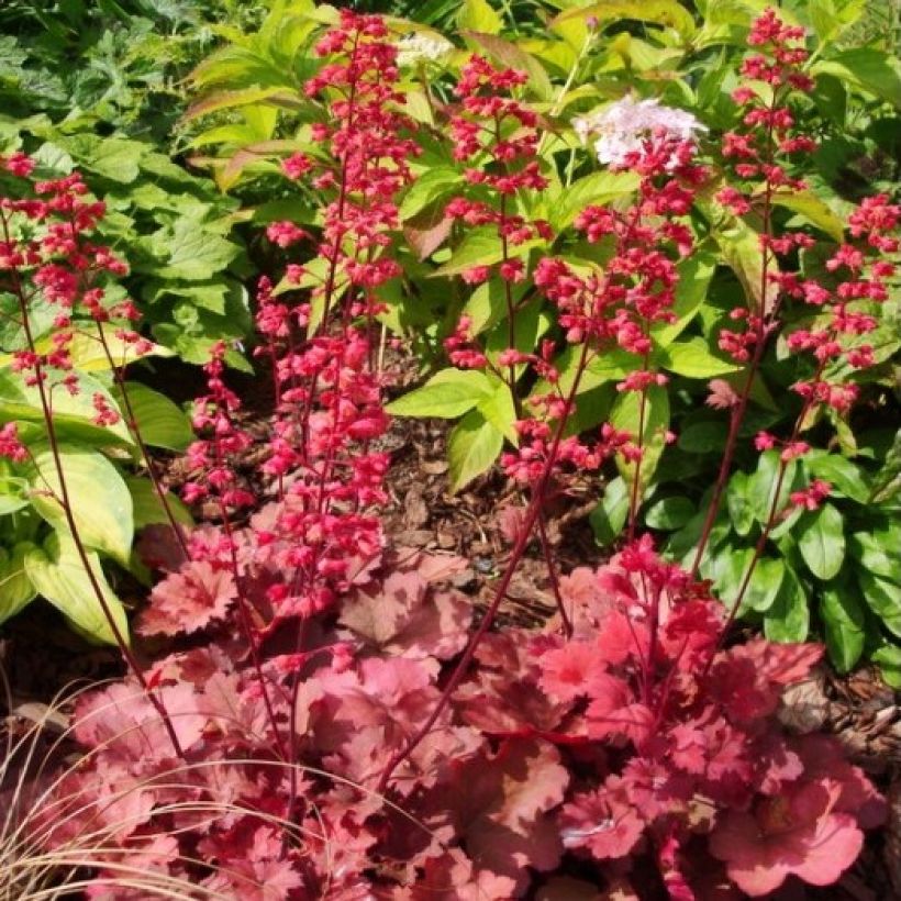 Heuchera Cherry Cola - Purpurglöckchen (Hafen)