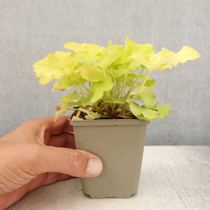 Exemplar von Heuchera Citronelle - Purpurglöckchen Kleine Töpfe von 8/9 cm wie im Sommer geliefert