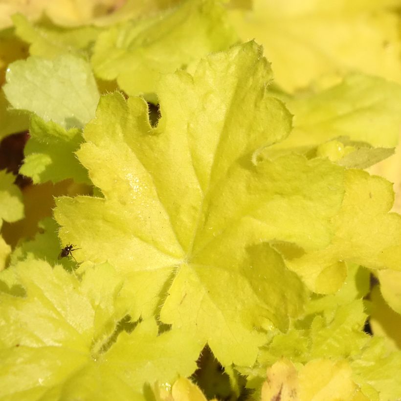 Heuchera Citronelle - Purpurglöckchen (Laub)