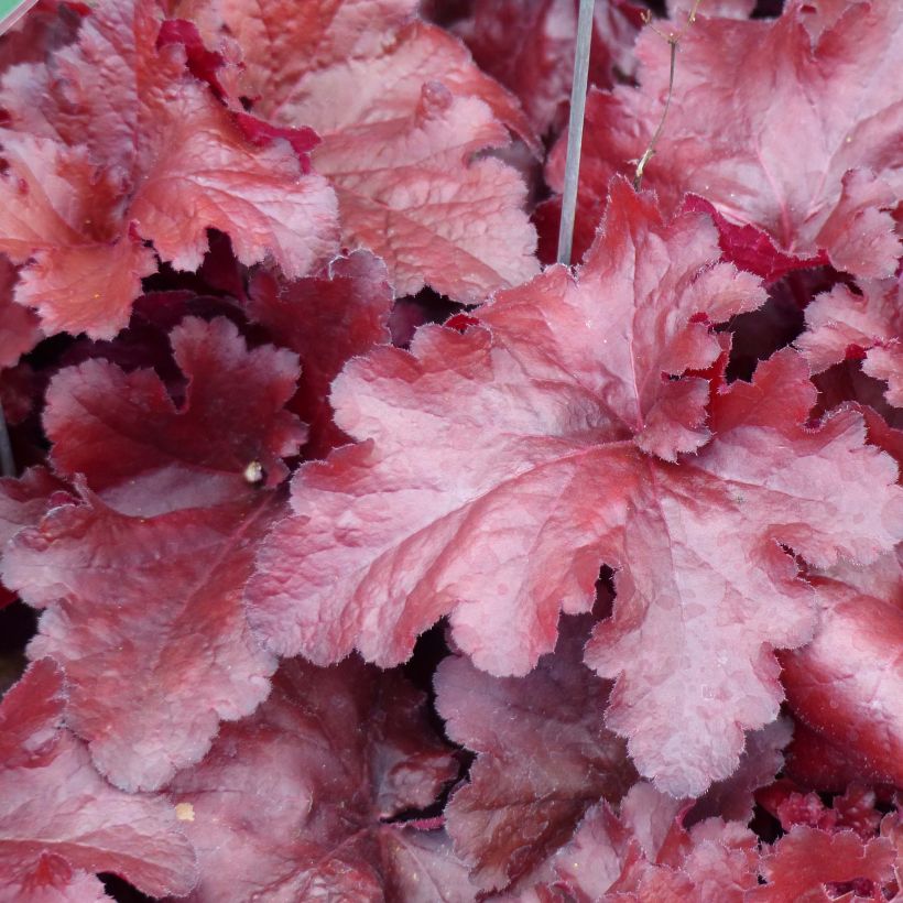 Heuchera Forever Red - Purpurglöckchen (Laub)