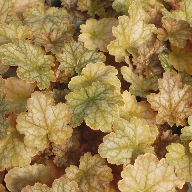 Heuchera Ginger Ale - Purpurglöckchen (Laub)