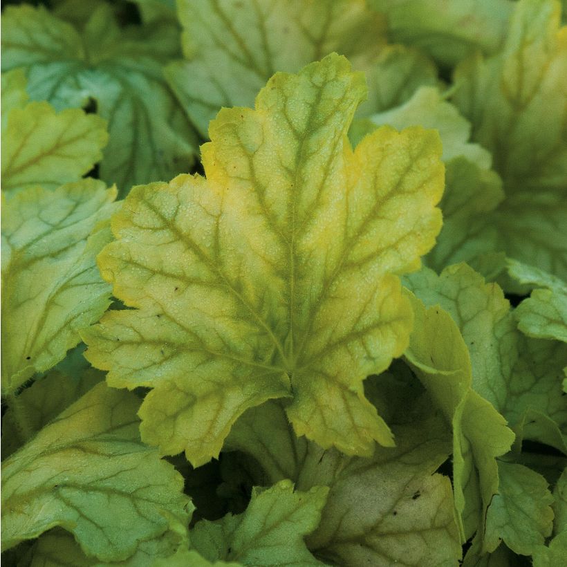 Heuchera Mint Julep - Purpurglöckchen (Laub)