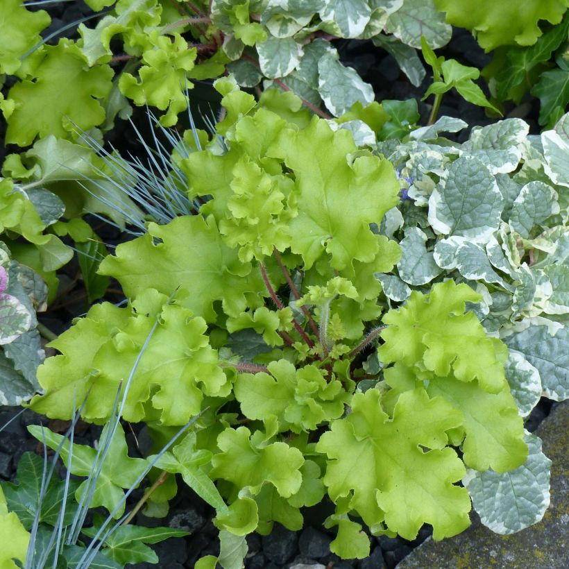 Heuchera Lime Marmalade - Purpurglöckchen (Hafen)