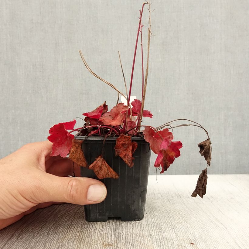 Exemplar von Heuchera Little Cutie Blondie - Heuchère hybride.en godet de 9 cm wie im Herbst geliefert