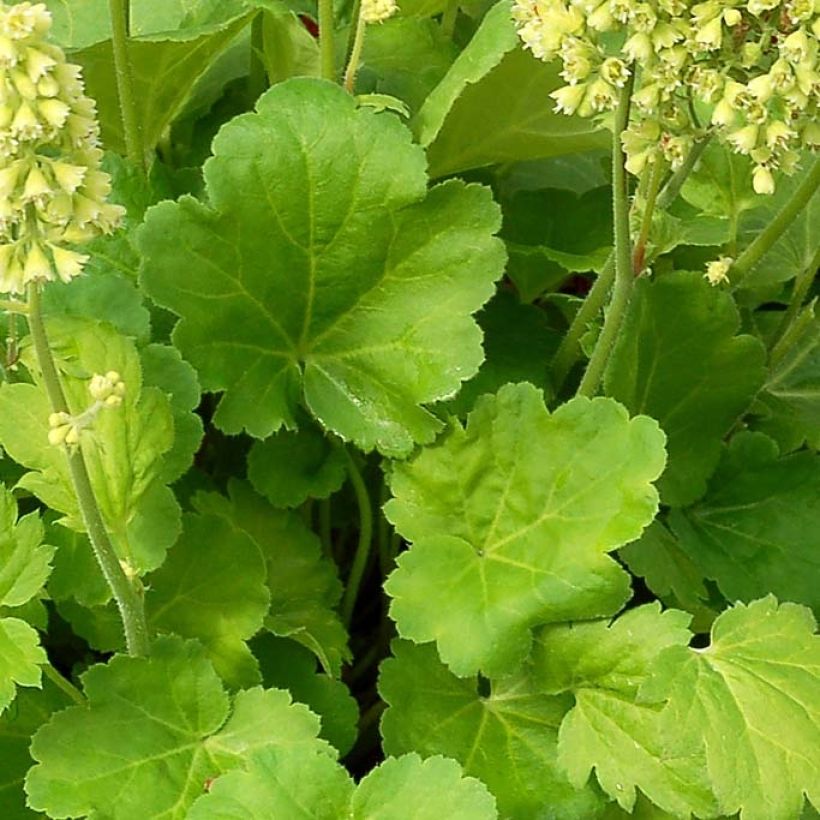 Heuchera Little Cutie Blondie in Lime - Purpurglöckchen (Laub)