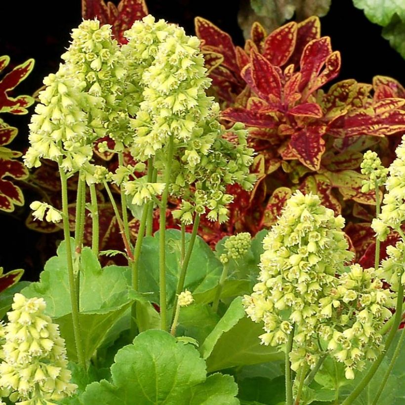 Heuchera Little Cutie Blondie in Lime - Purpurglöckchen (Blüte)