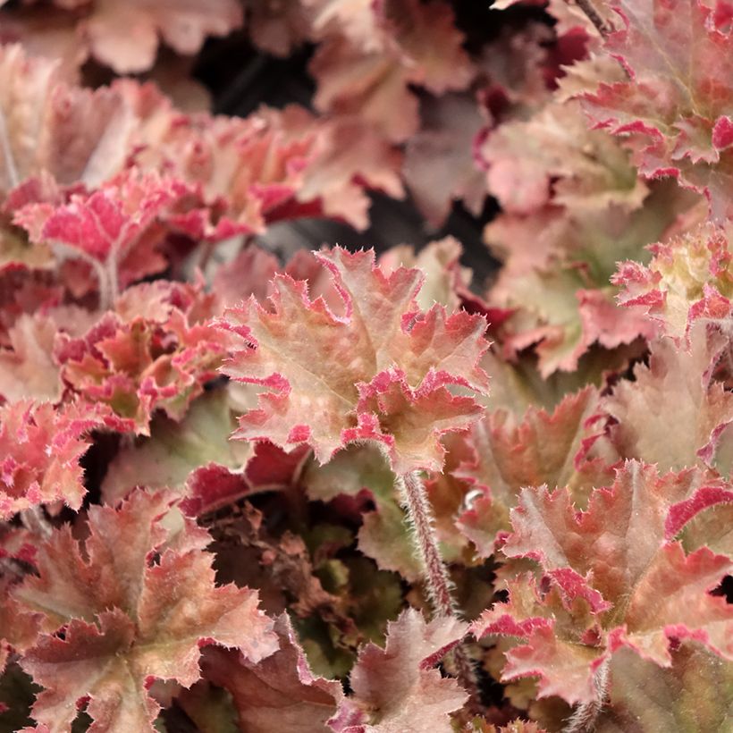 Heuchera micrantha Cappuccino - Purpurglöckchen (Laub)