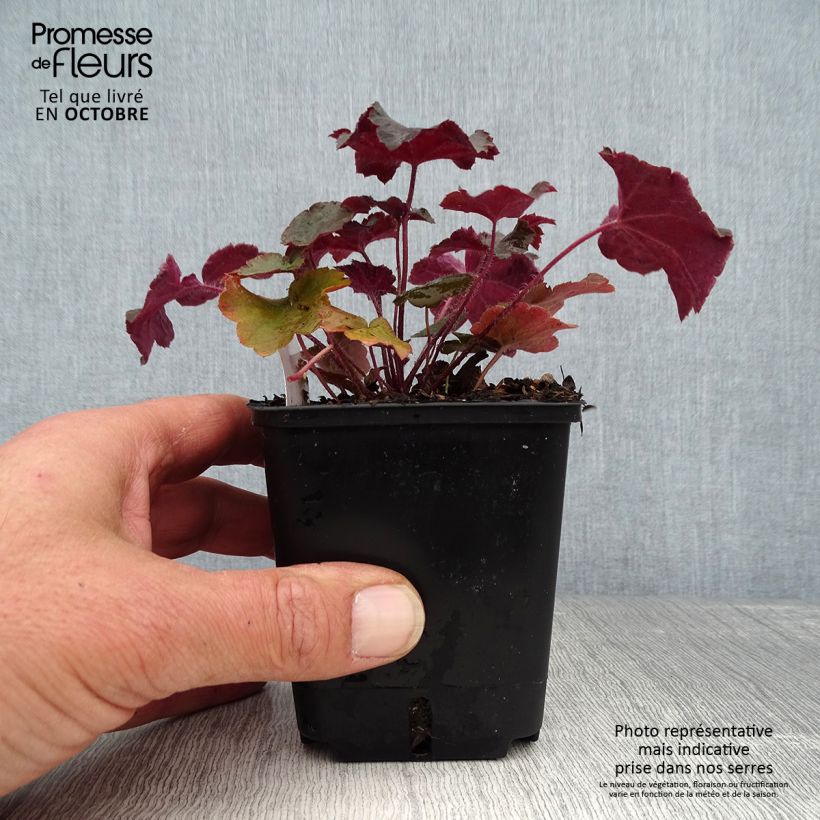 Exemplar von Heuchera micrantha var.diversifolia Palace Purple - Purpurglöckchen wie im Herbst geliefert