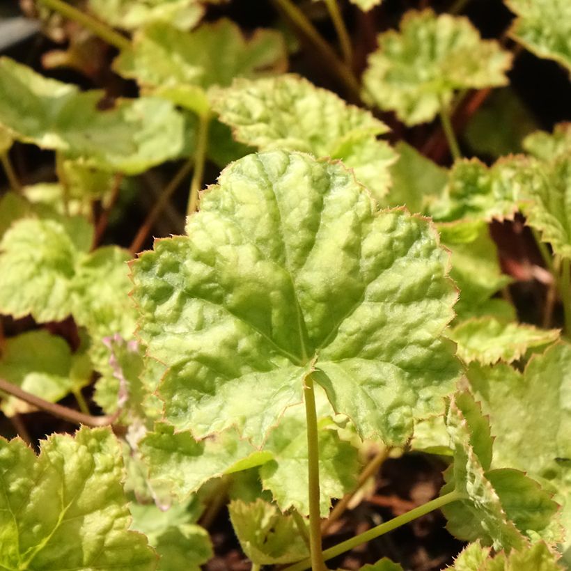 Heuchera Mint Frost - Purpurglöckchen (Laub)