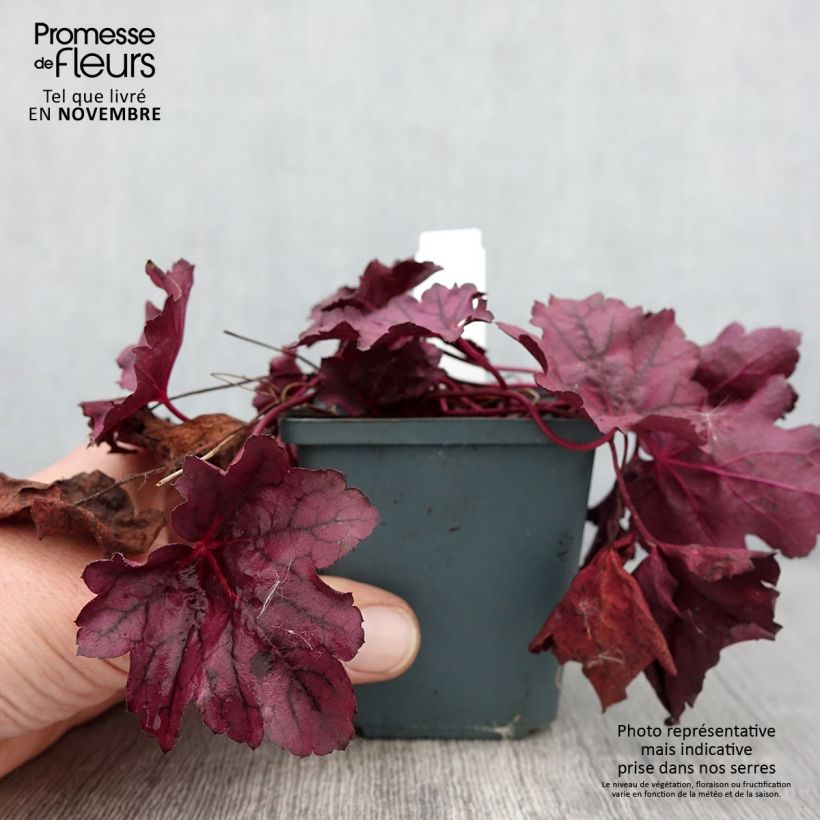 Exemplar von Heuchera Pink Panther - Heuchère Godet de 9cm wie im Herbst geliefert