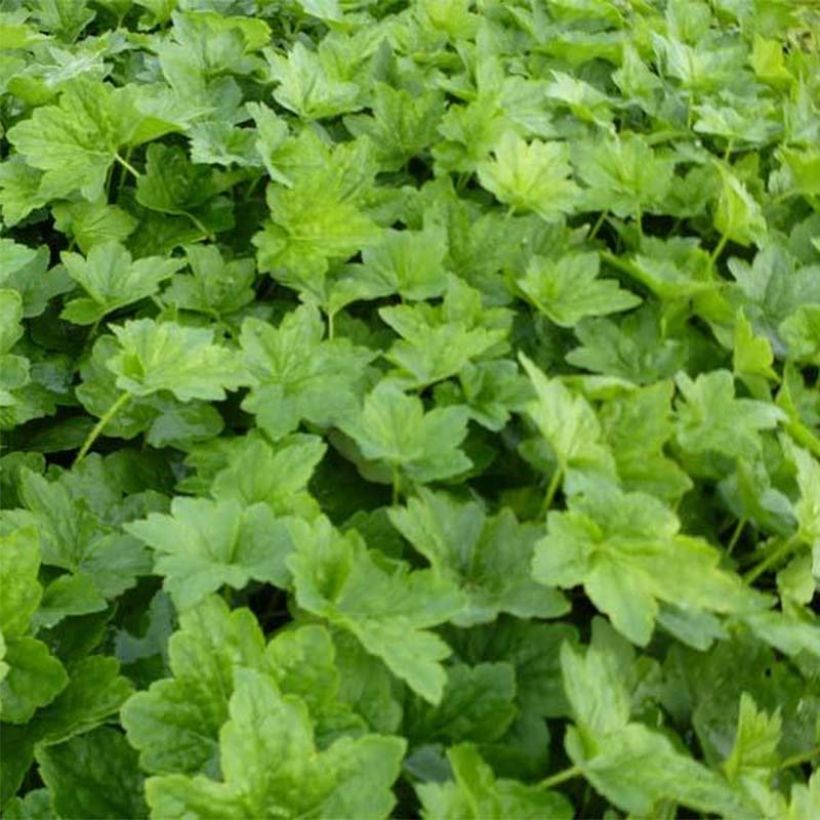 Heuchera Chantilly - Purpurglöckchen (Laub)