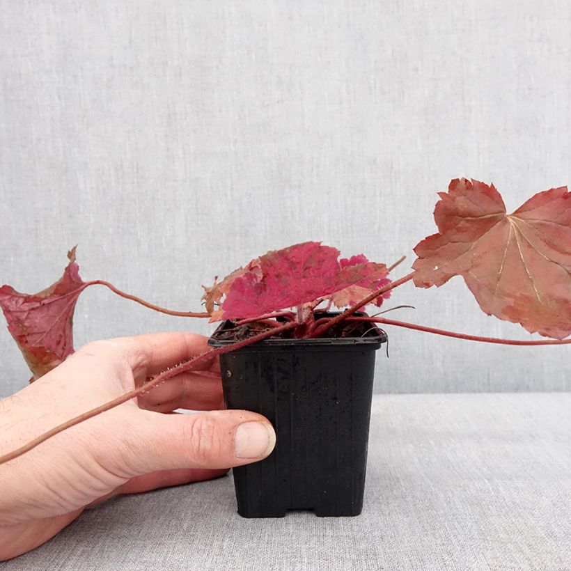 Exemplar von Heuchera Bloody Dinosaur - Purpurglöckchen Kleine Töpfe von 8/9 cm wie im Winter geliefert