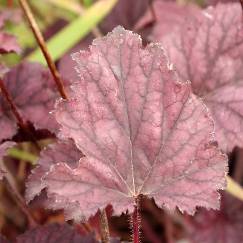 Heuchera Frosted Violet - Purpurglöckchen (Laub)