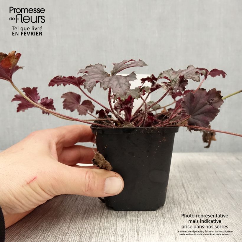 Exemplar von Heuchera Frosted Violet - Purpurglöckchen Kleine Töpfe von 8/9 cm wie im Winter geliefert