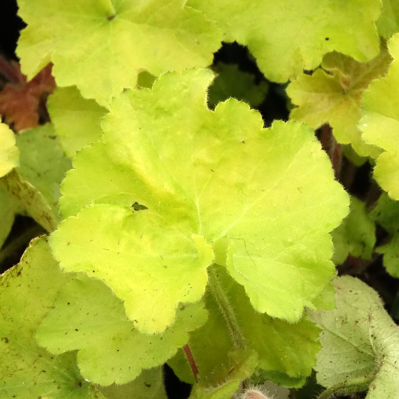 Heuchera Guacamole - Purpurglöckchen (Laub)