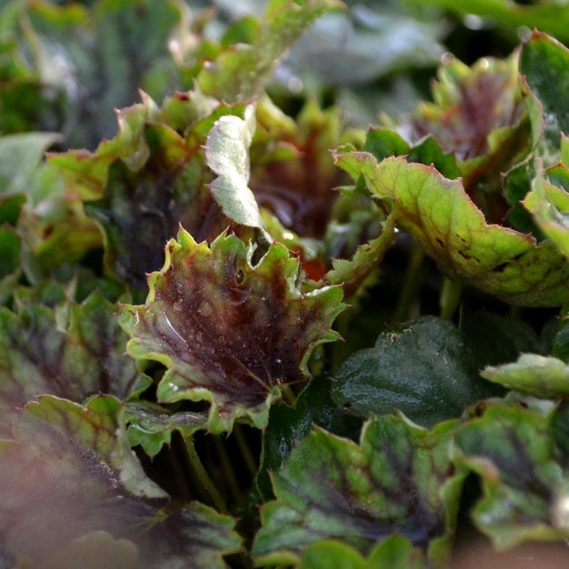 Heuchera americana Birkin - Purpurglöckchen (Laub)