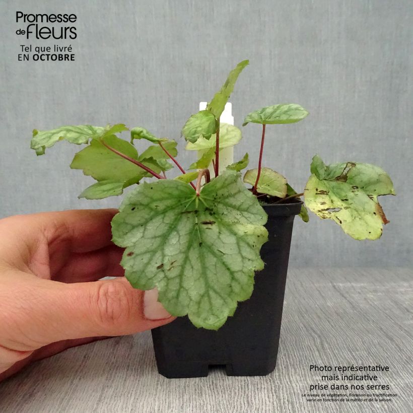 Exemplar von Heuchera americana Dale s Strain - Purpurglöckchen wie im Herbst geliefert