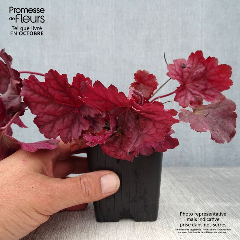 Exemplar von Heuchera Berry Smoothie - Purpurglöckchen wie im Herbst geliefert